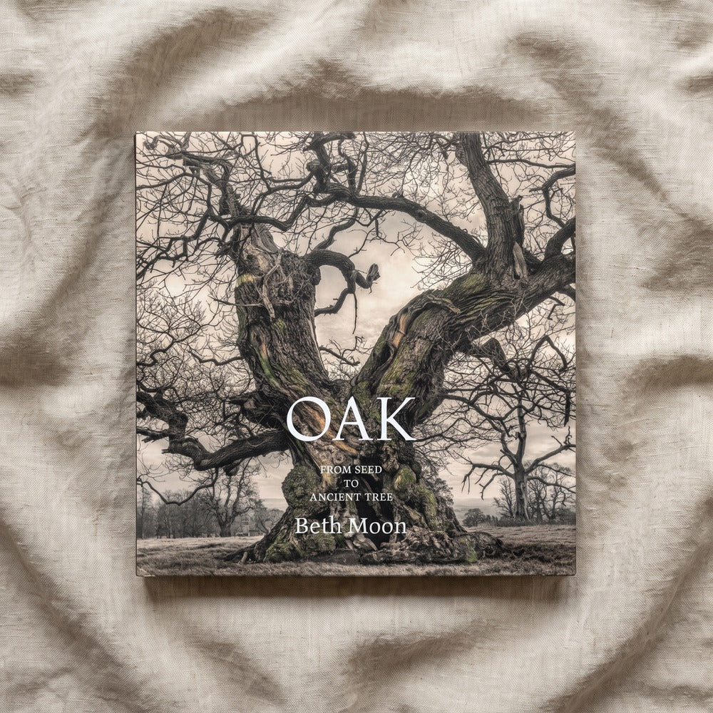 Oak: From Seed to Ancient Tree