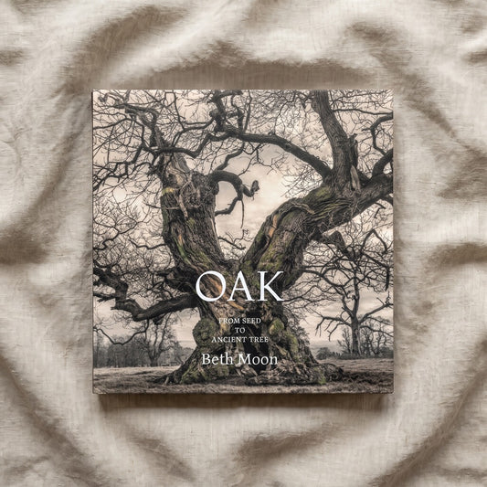 Oak: From Seed to Ancient Tree